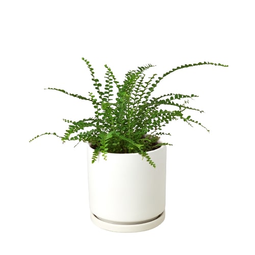 Lemon Button Boston Fern