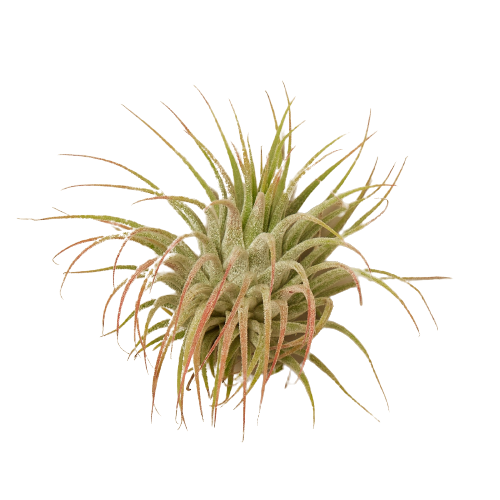 Air Plant