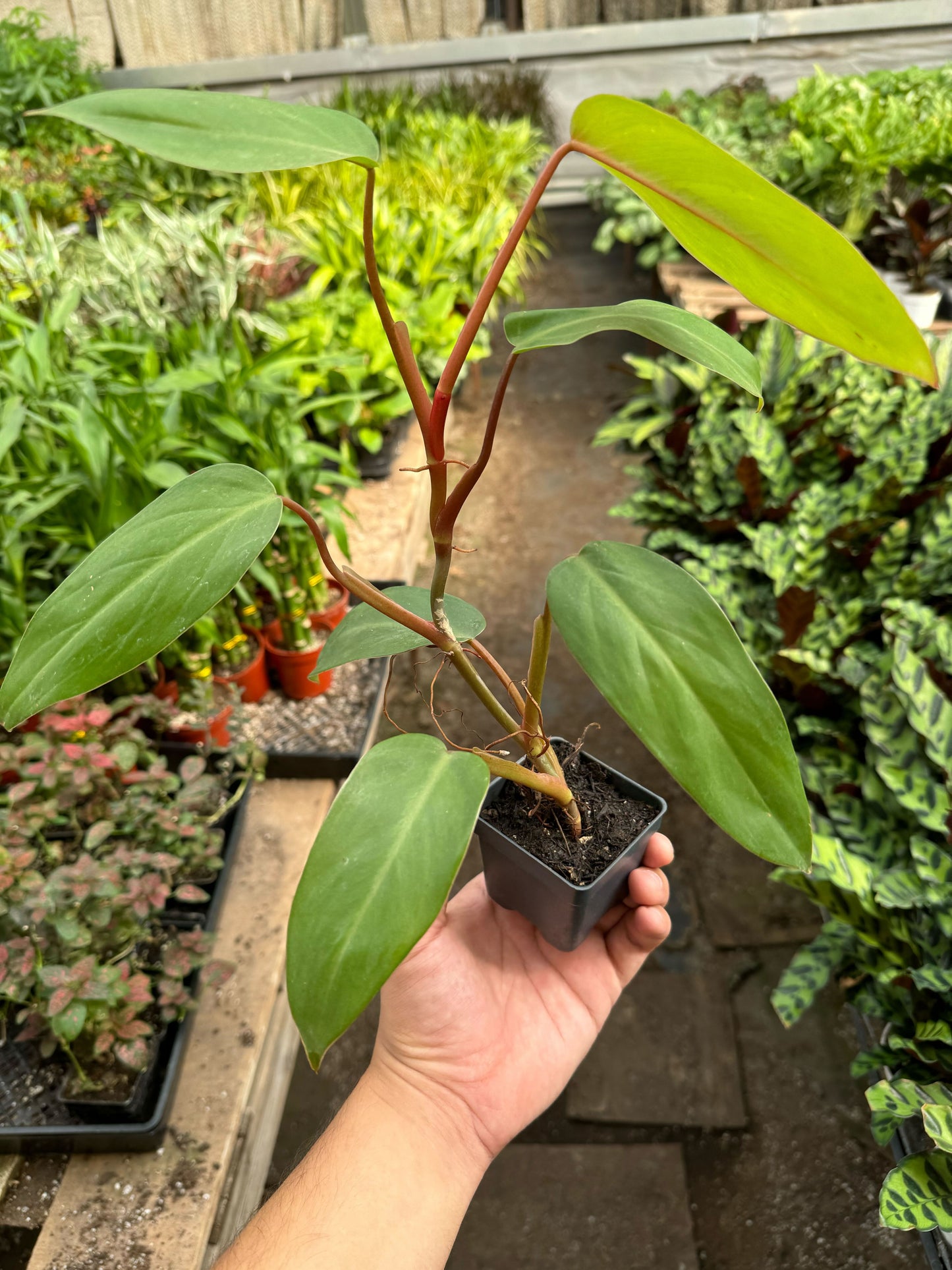 Red Emerald Philodendron