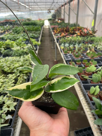 Hoya Tricolor