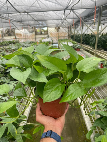 Green Queen Pothos