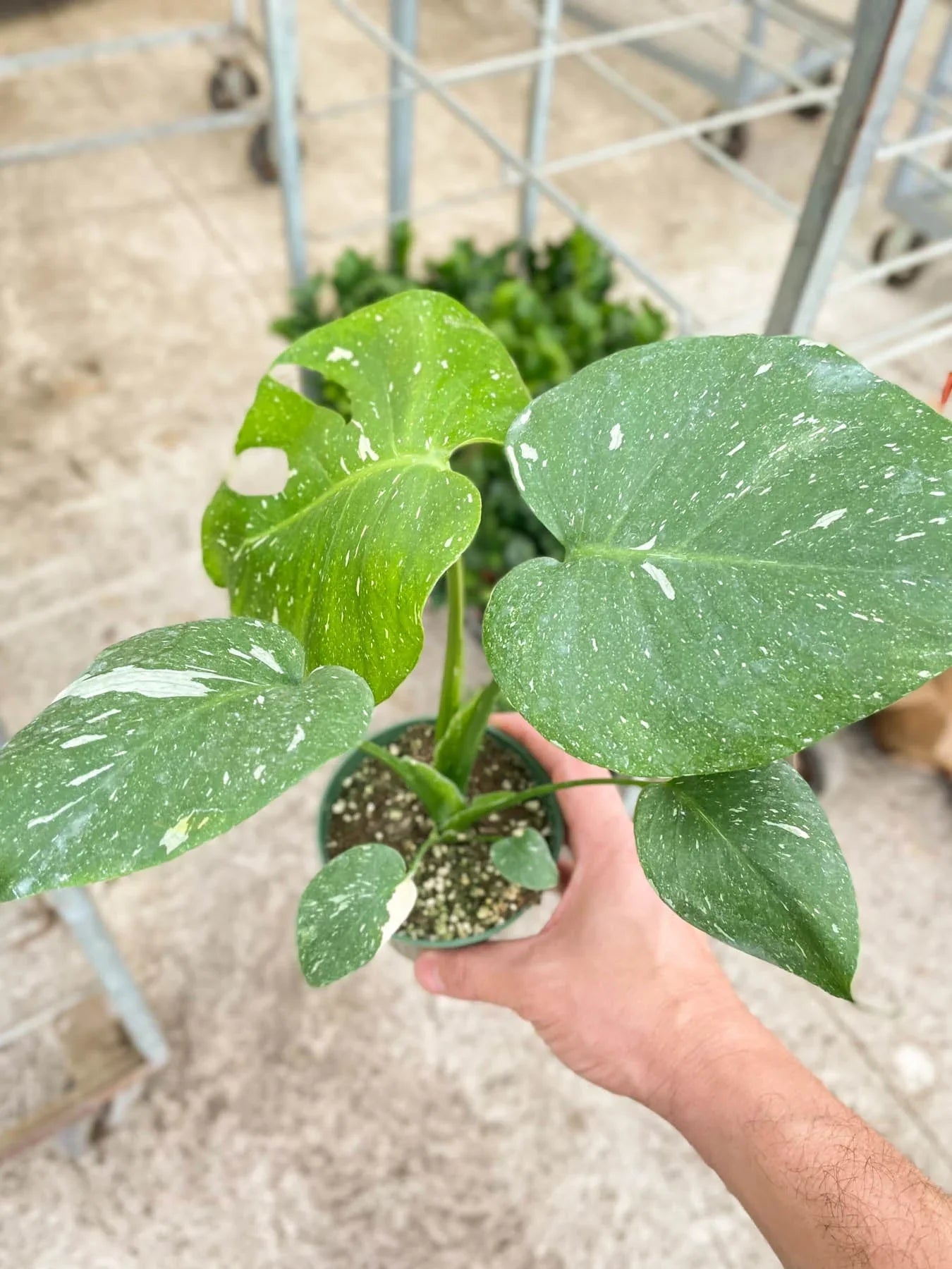 Thai Constellation Monstera