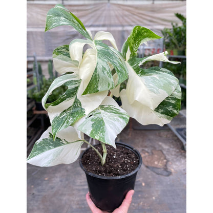 Monstera Albo Borsigiana Variegated