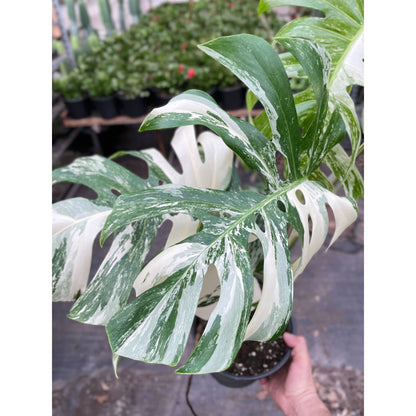 Monstera Albo Borsigiana Variegated