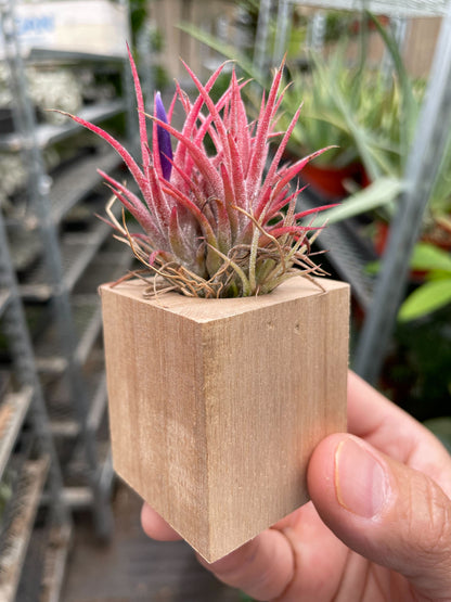 Air Plant in Magnetic Wood Planter