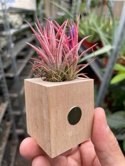 Air Plant in Magnetic Wood Planter