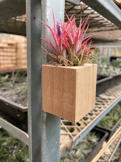 Air Plant in Magnetic Wood Planter