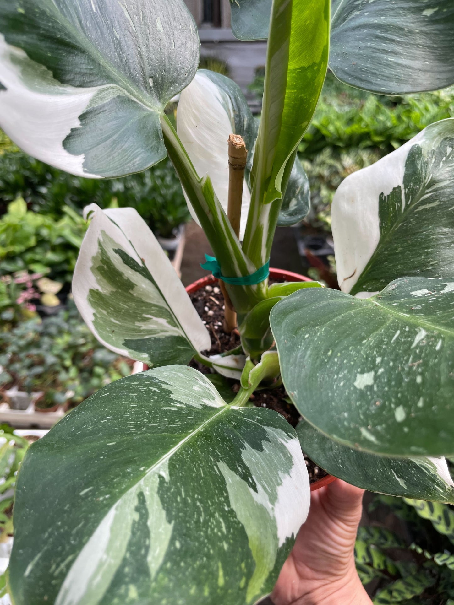 Philodendron White Wizard