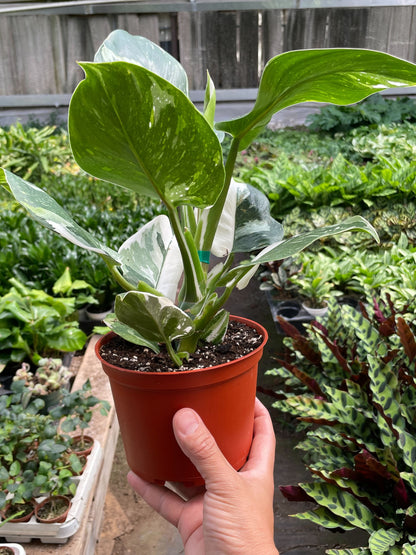 Philodendron White Wizard