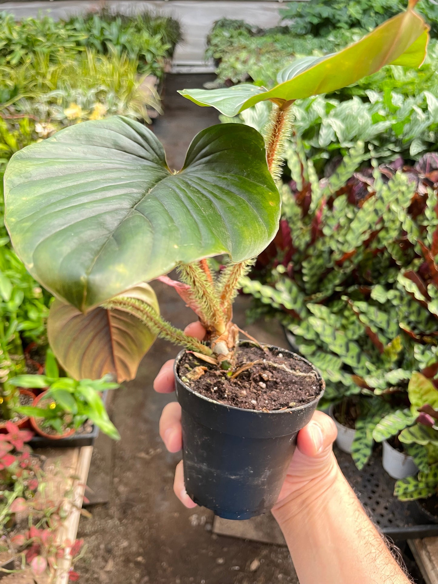 Philodendron Serpens