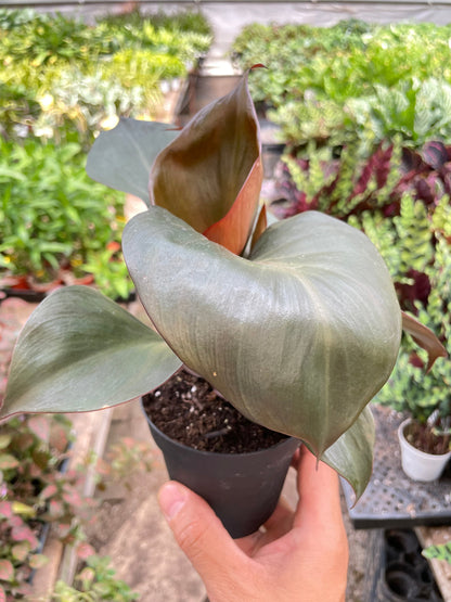 Philodendron Red Heart