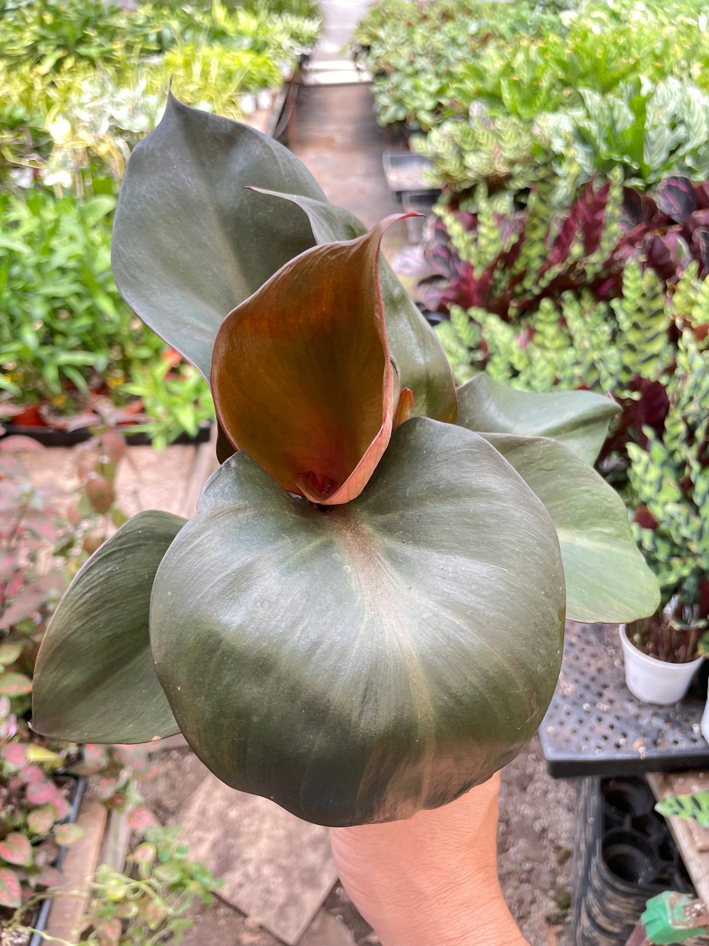 Philodendron Red Heart