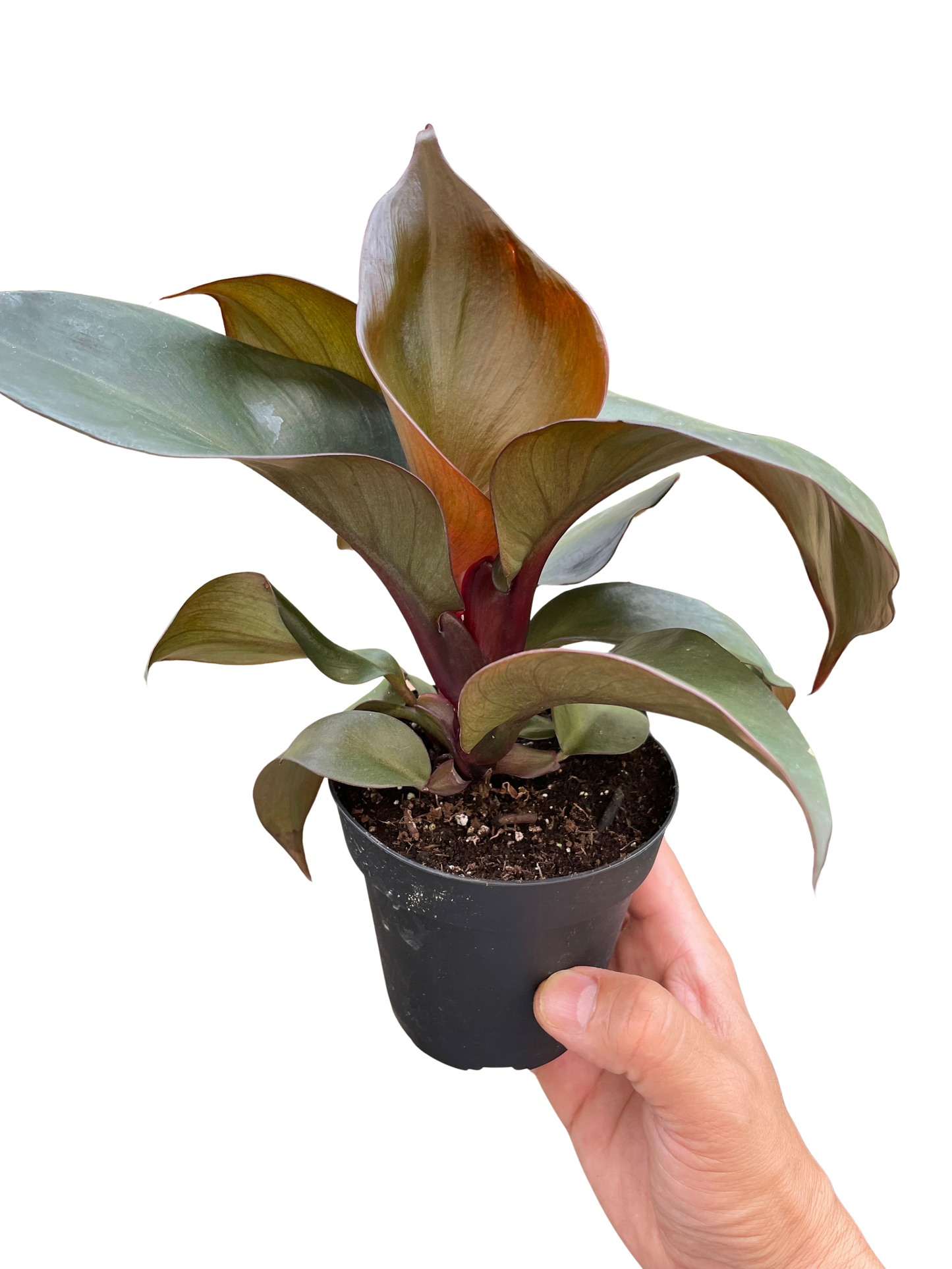 Philodendron Red Heart