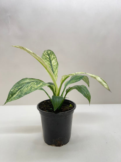 Spathiphyllum Jessica