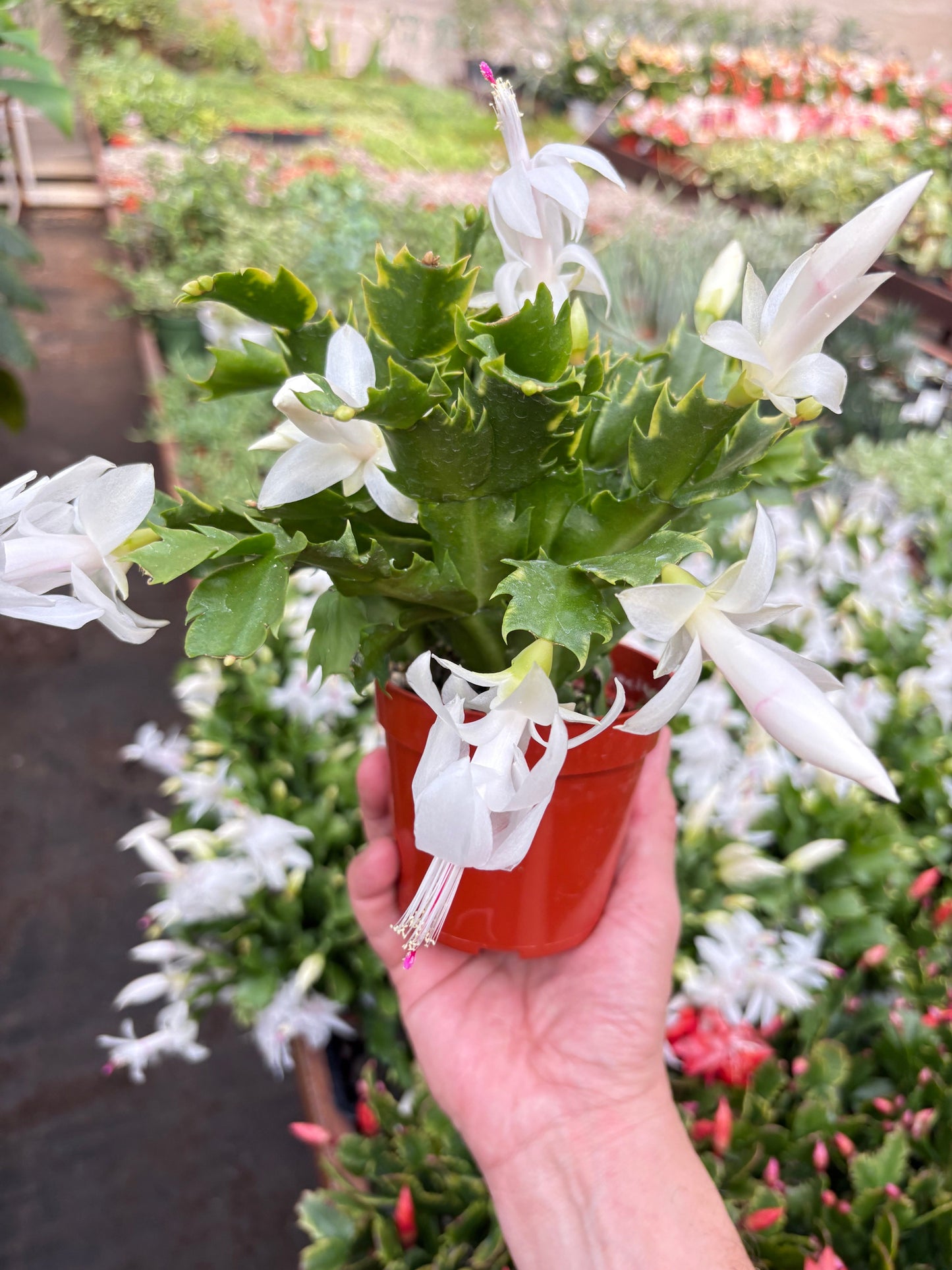 Zygocactus 'Christmas Cactus'