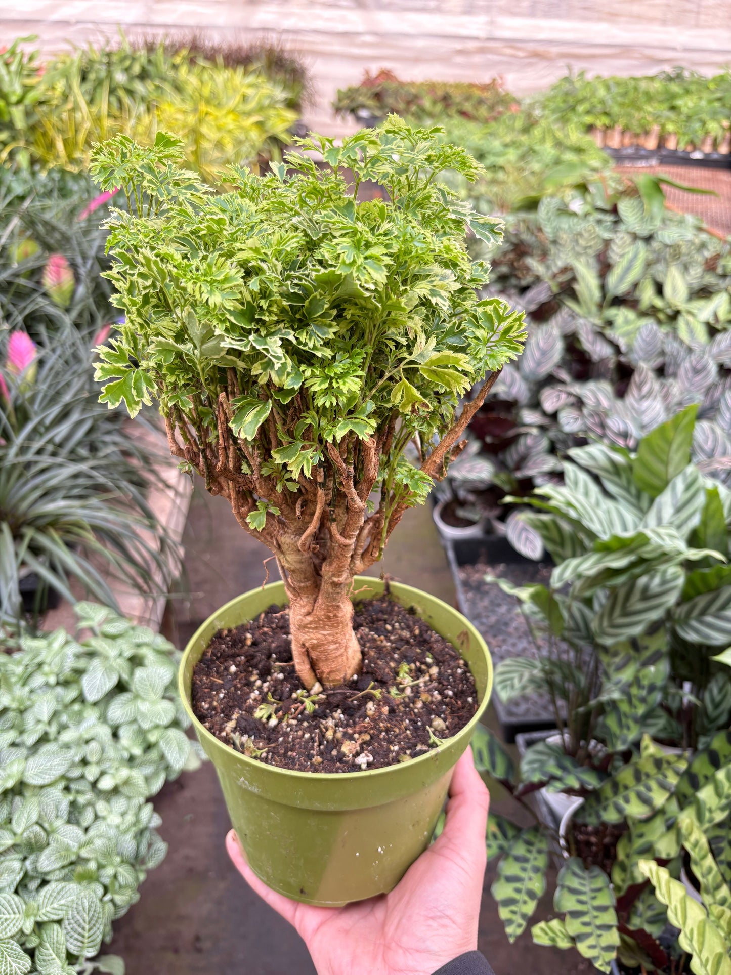 Aralia Ming Gold Mini Bonsai