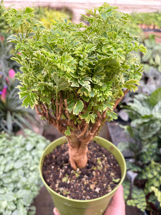 Aralia Ming Gold Mini Bonsai