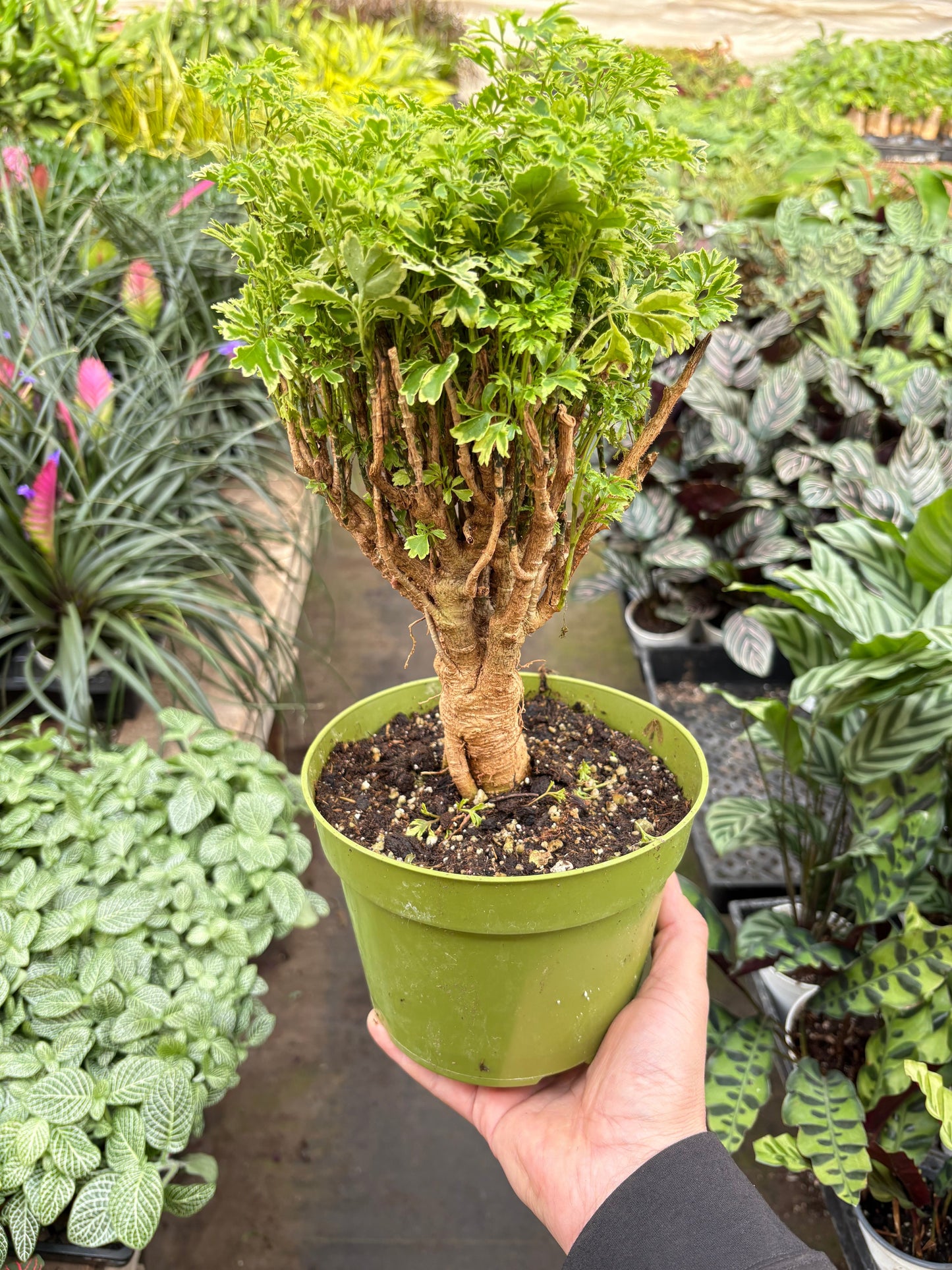 Aralia Ming Gold Mini Bonsai