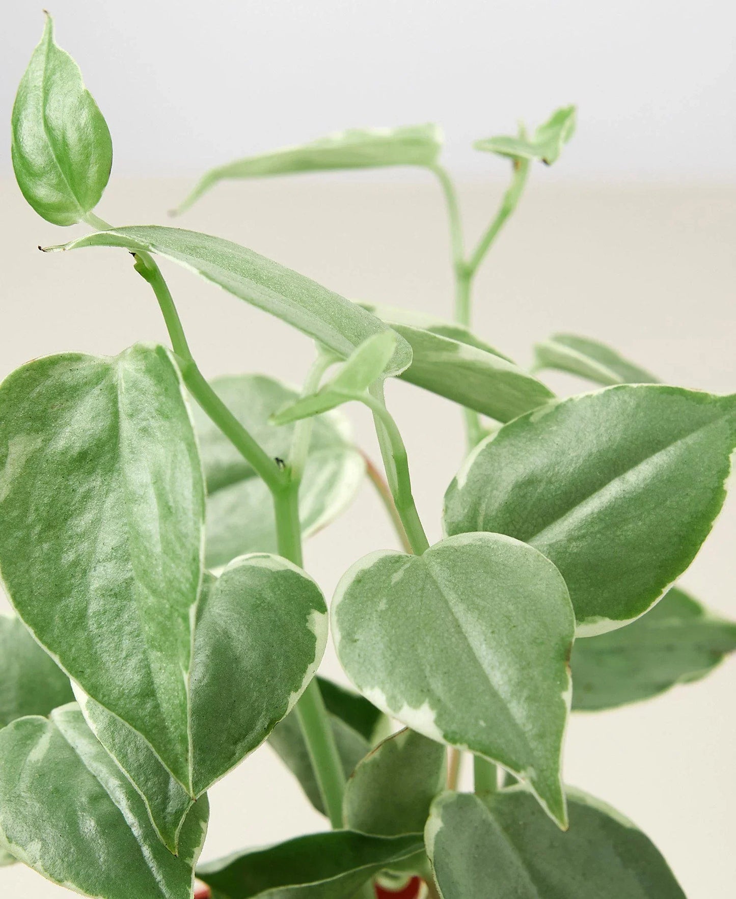 Peperomia Cupid