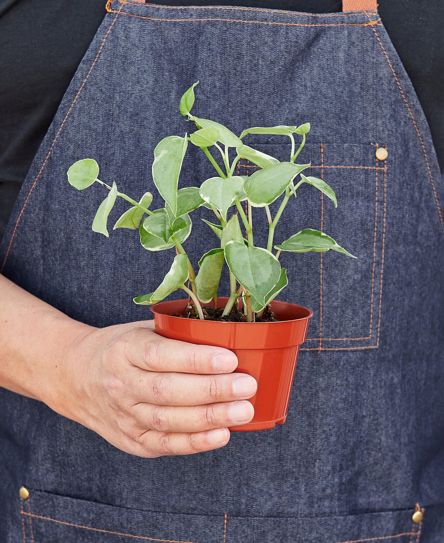 Peperomia Cupid