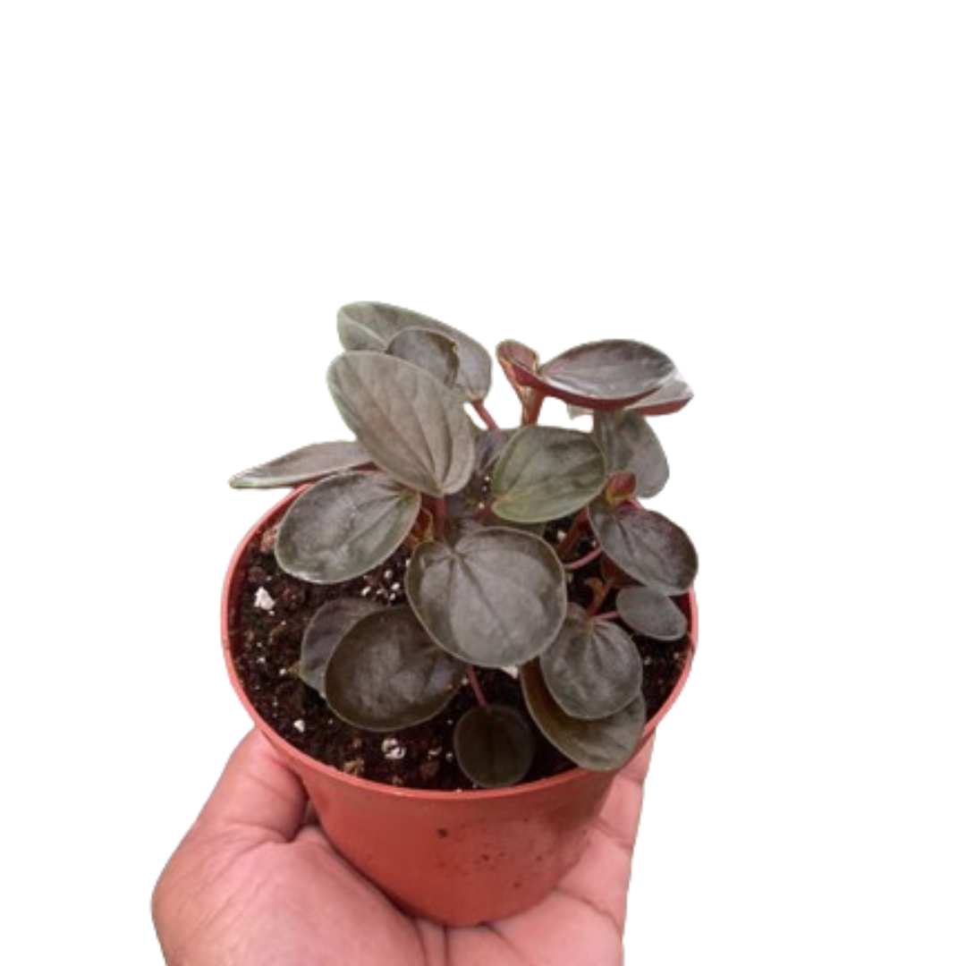 Peperomia Rugosa