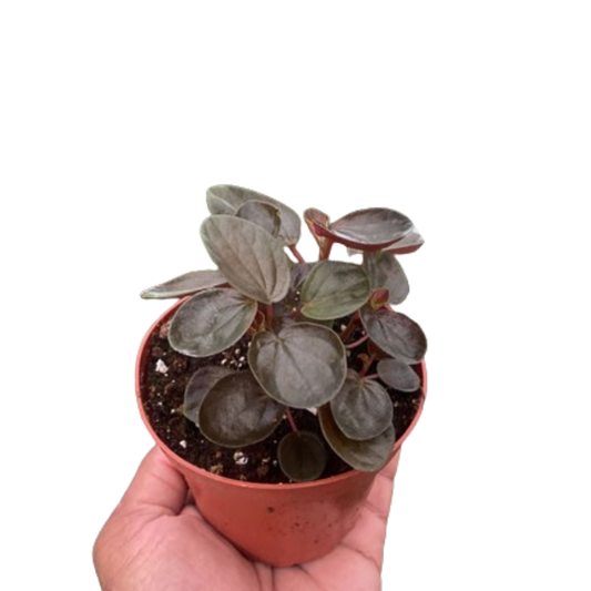 Peperomia Rugosa