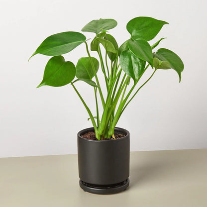 Philodendron Monstera Split-Leaf