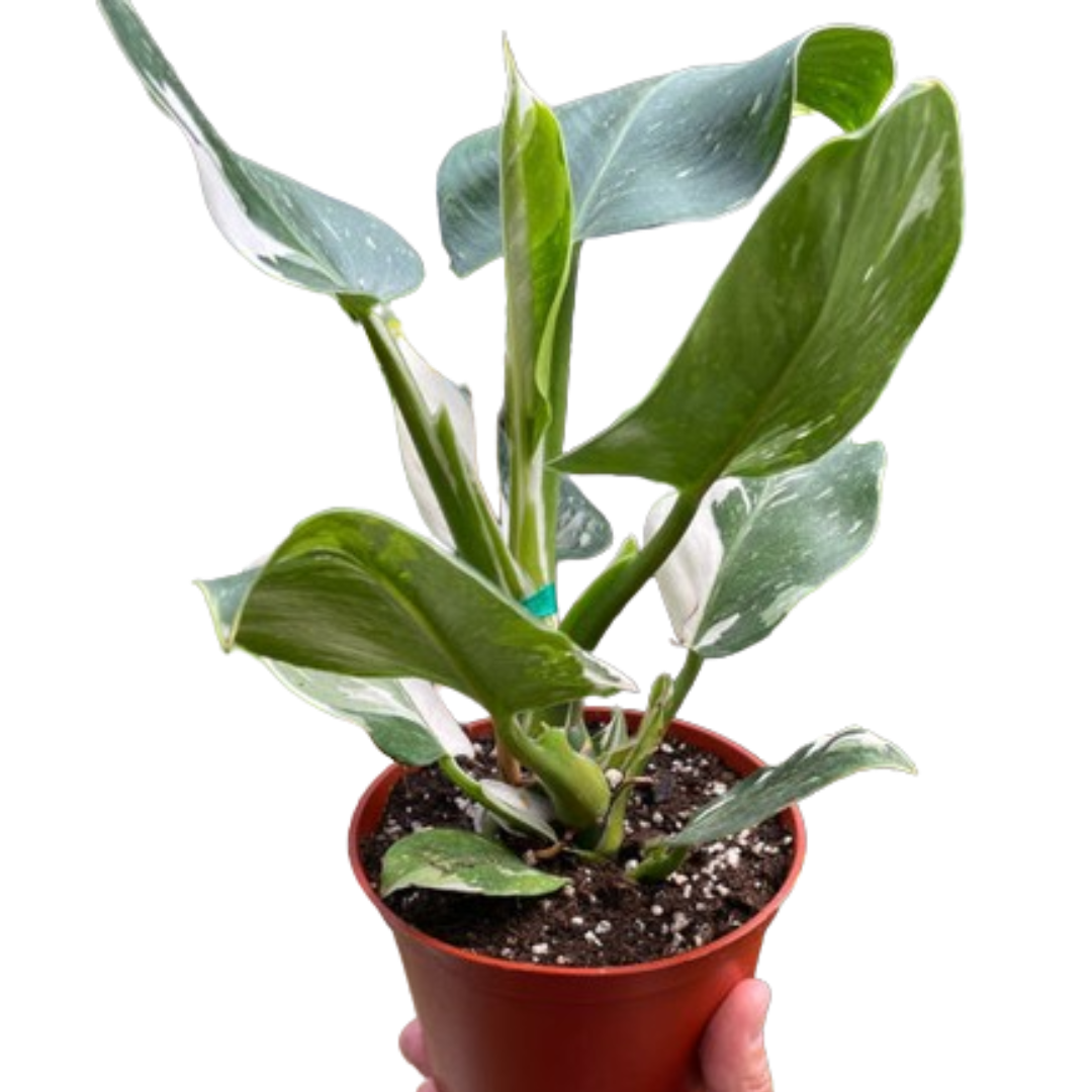 Philodendron White Wizard