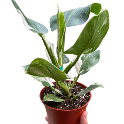 Philodendron White Wizard