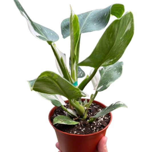 Philodendron White Wizard