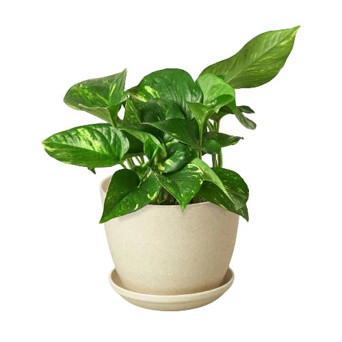 Golden Pothos