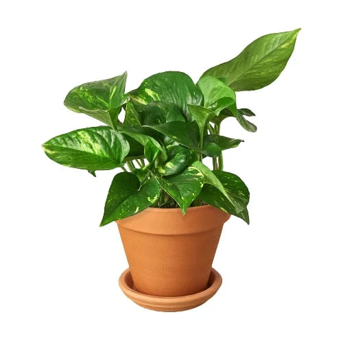 Golden Pothos