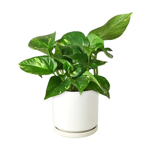 Golden Pothos