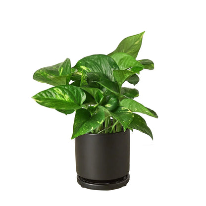 Golden Pothos