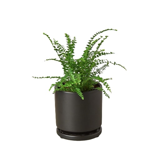 Lemon Button Boston Fern