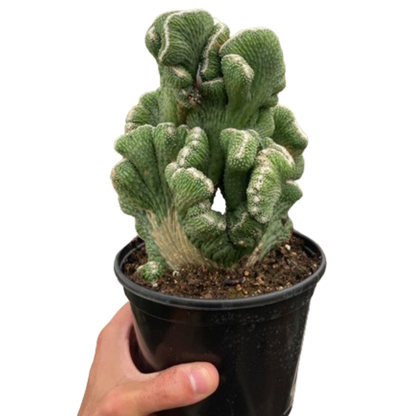 Succulent Cereus Coral Green