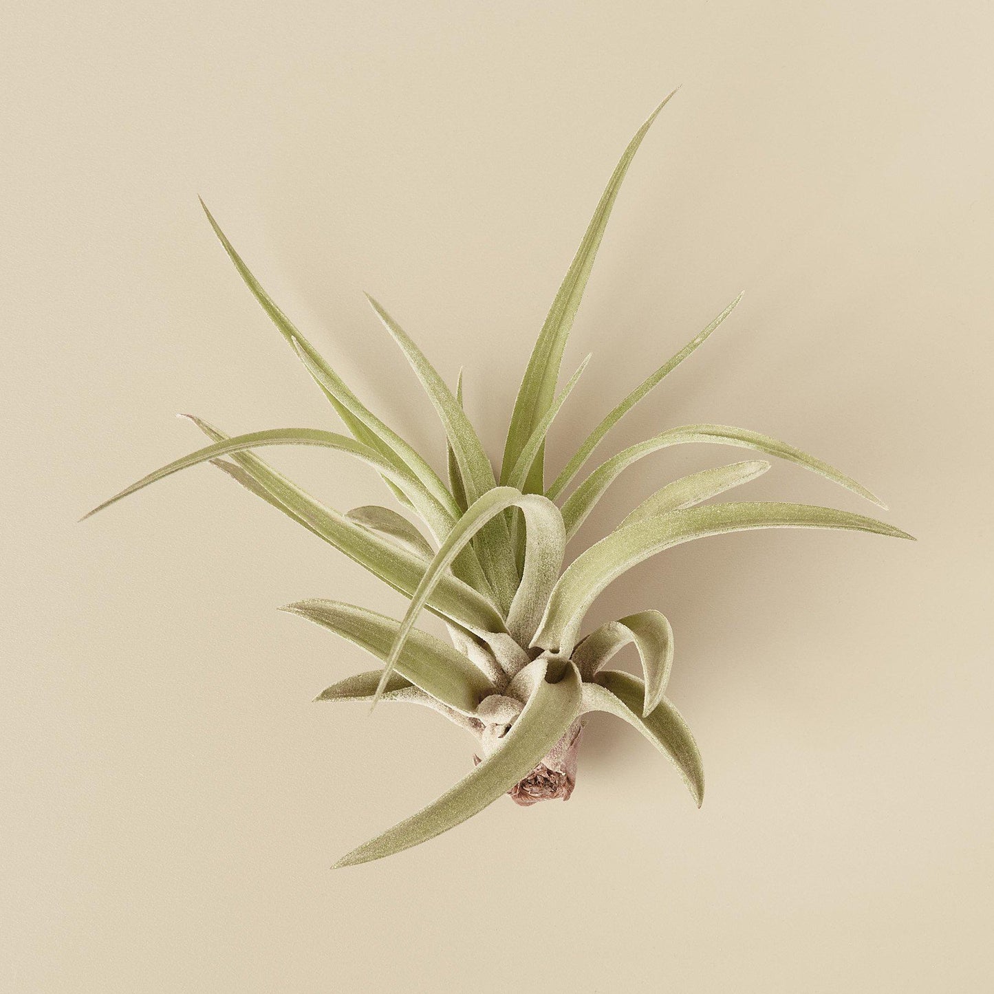 Air Plant Tillandsia Veluntina