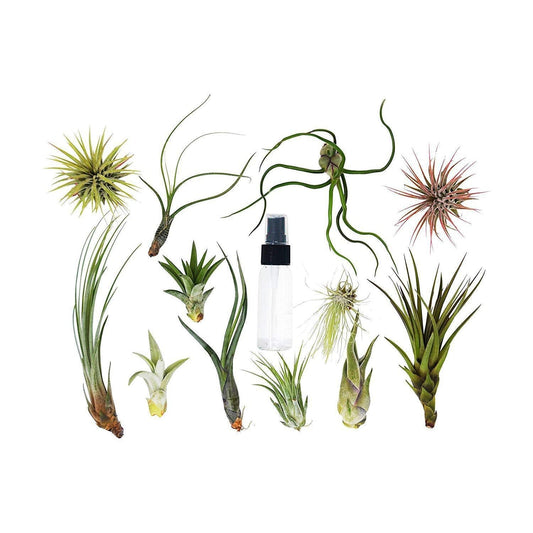 Tillandsia Air Plant Variety w/ Spray - 10 Pack - House Plant Shop