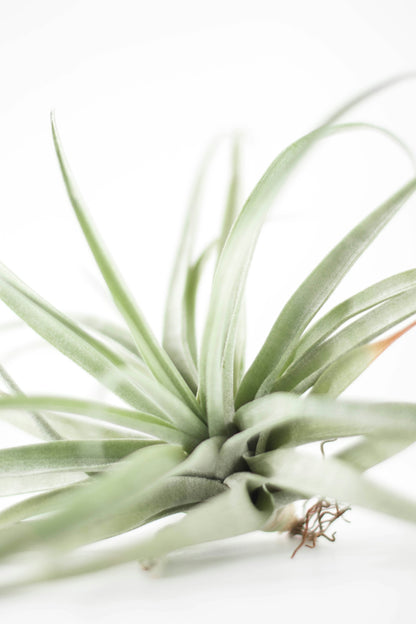 Air Plants