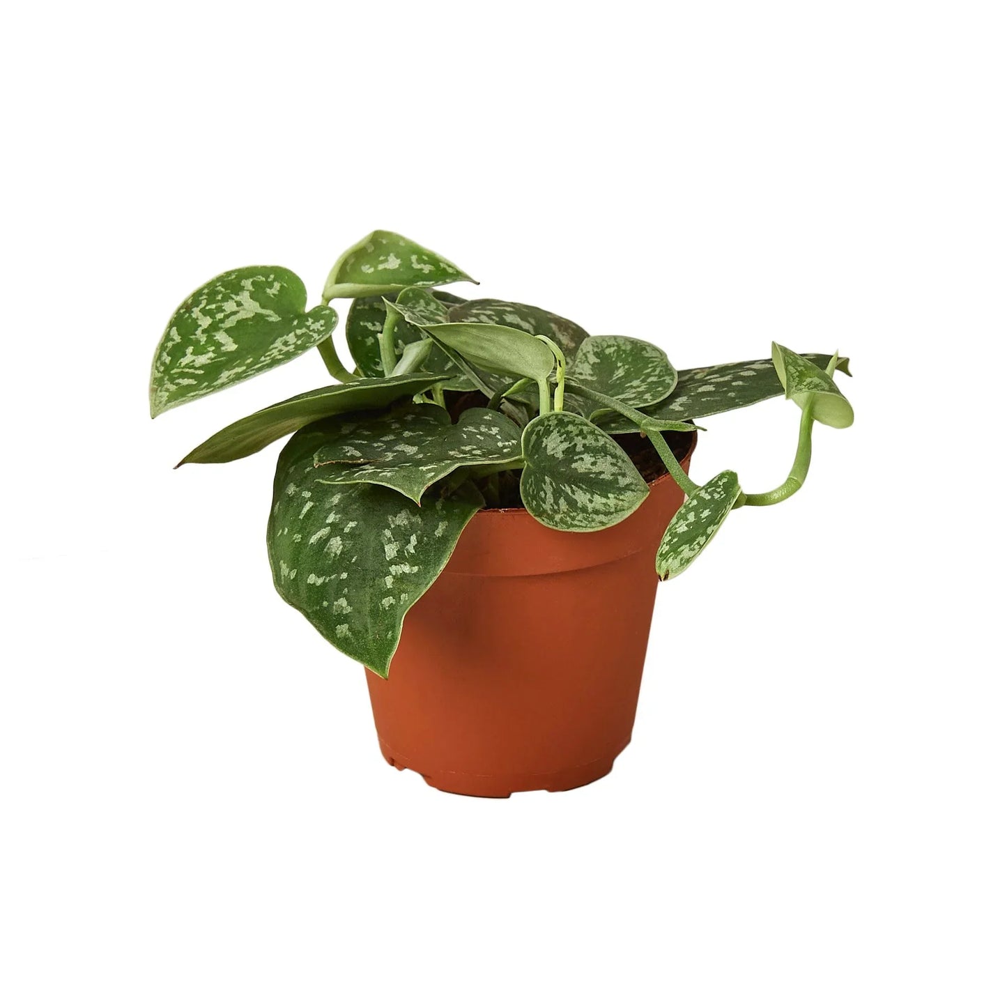 Satin Pothos