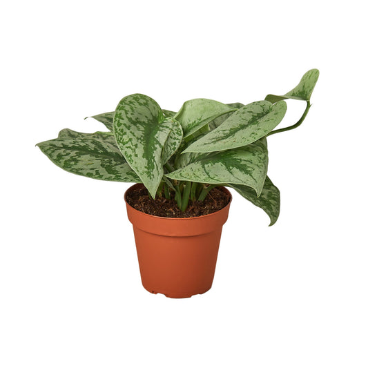 Pothos Exotica