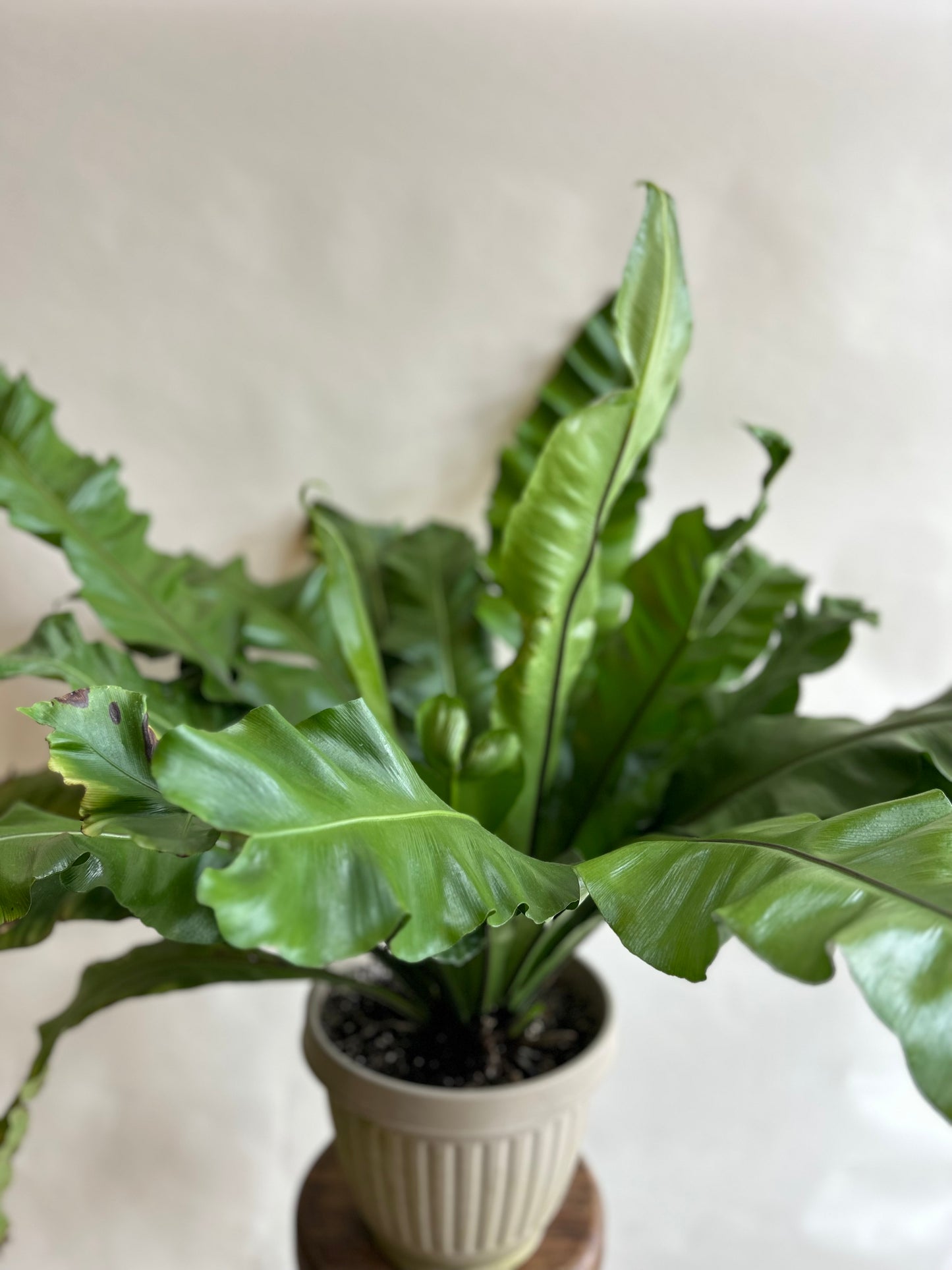 Bird's Nest Fern