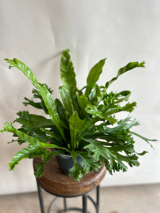 Bird's Nest Fern