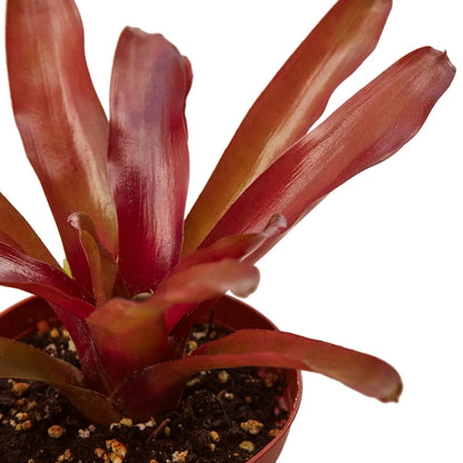 Bromeliad 'Fireball'