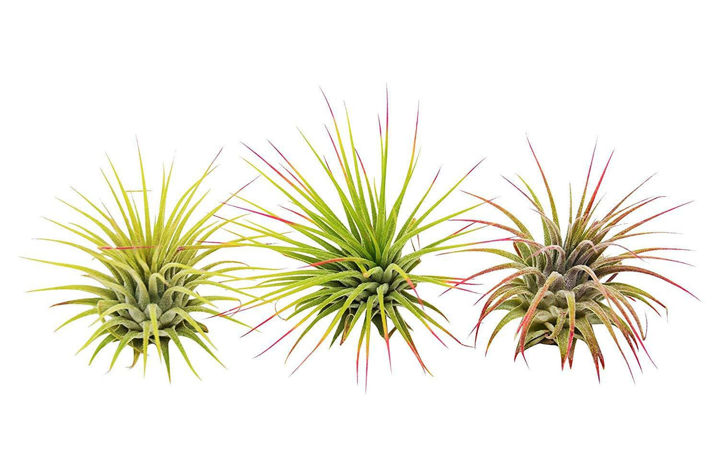 3 Air Plants with Blooms