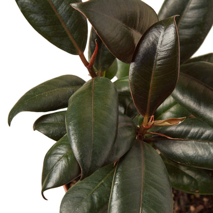 Ficus Burgundy