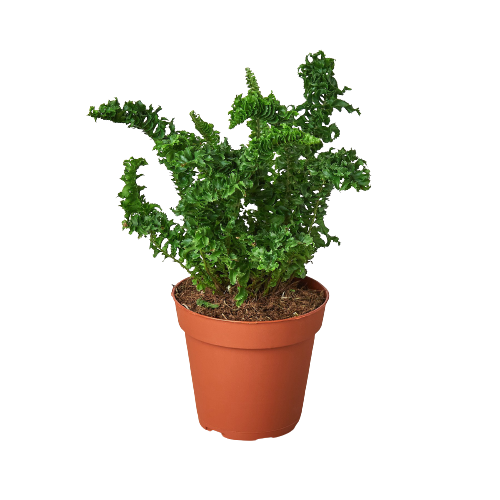 Emina Boston Fern