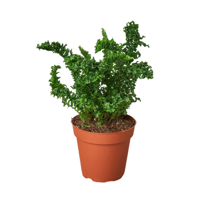 Emina Boston Fern