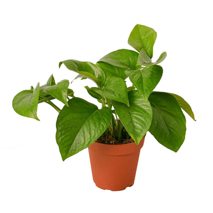 Green Queen Pothos