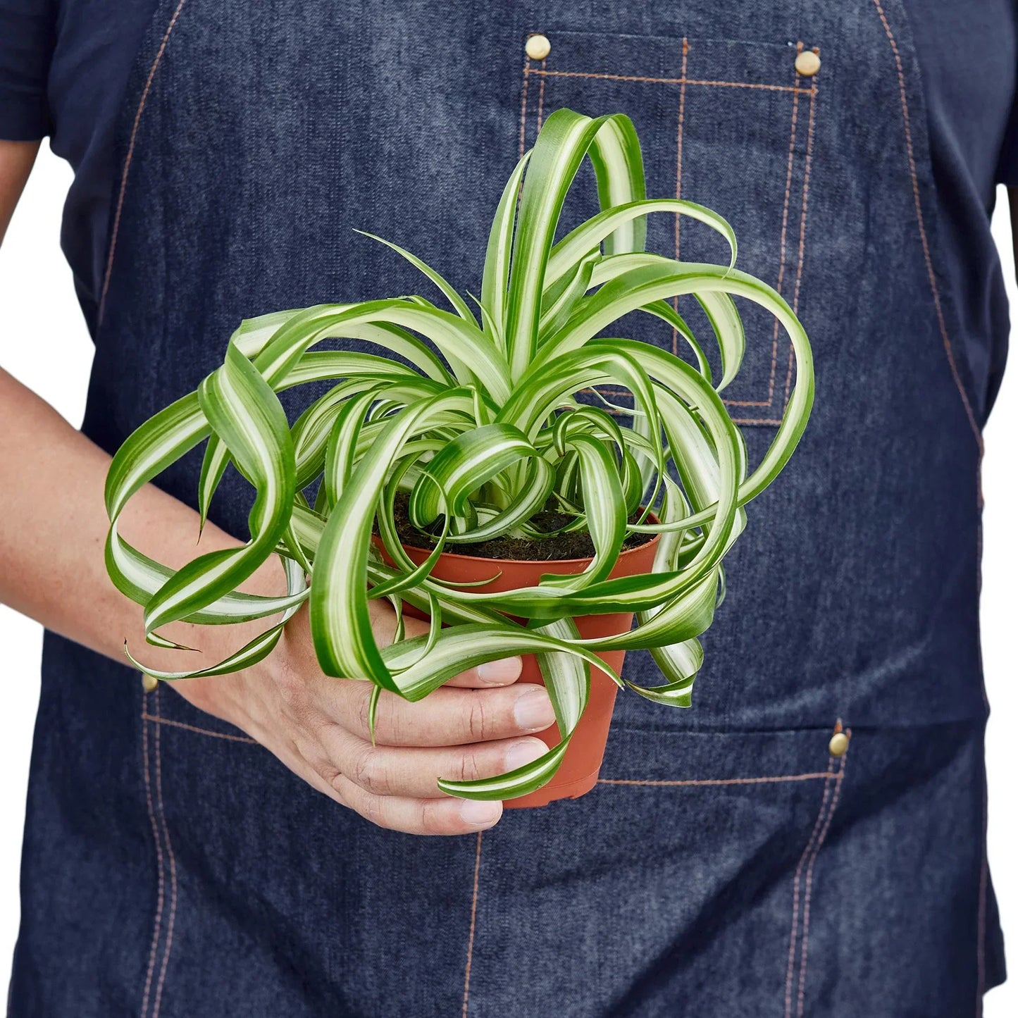 Spider Plant Bonnie